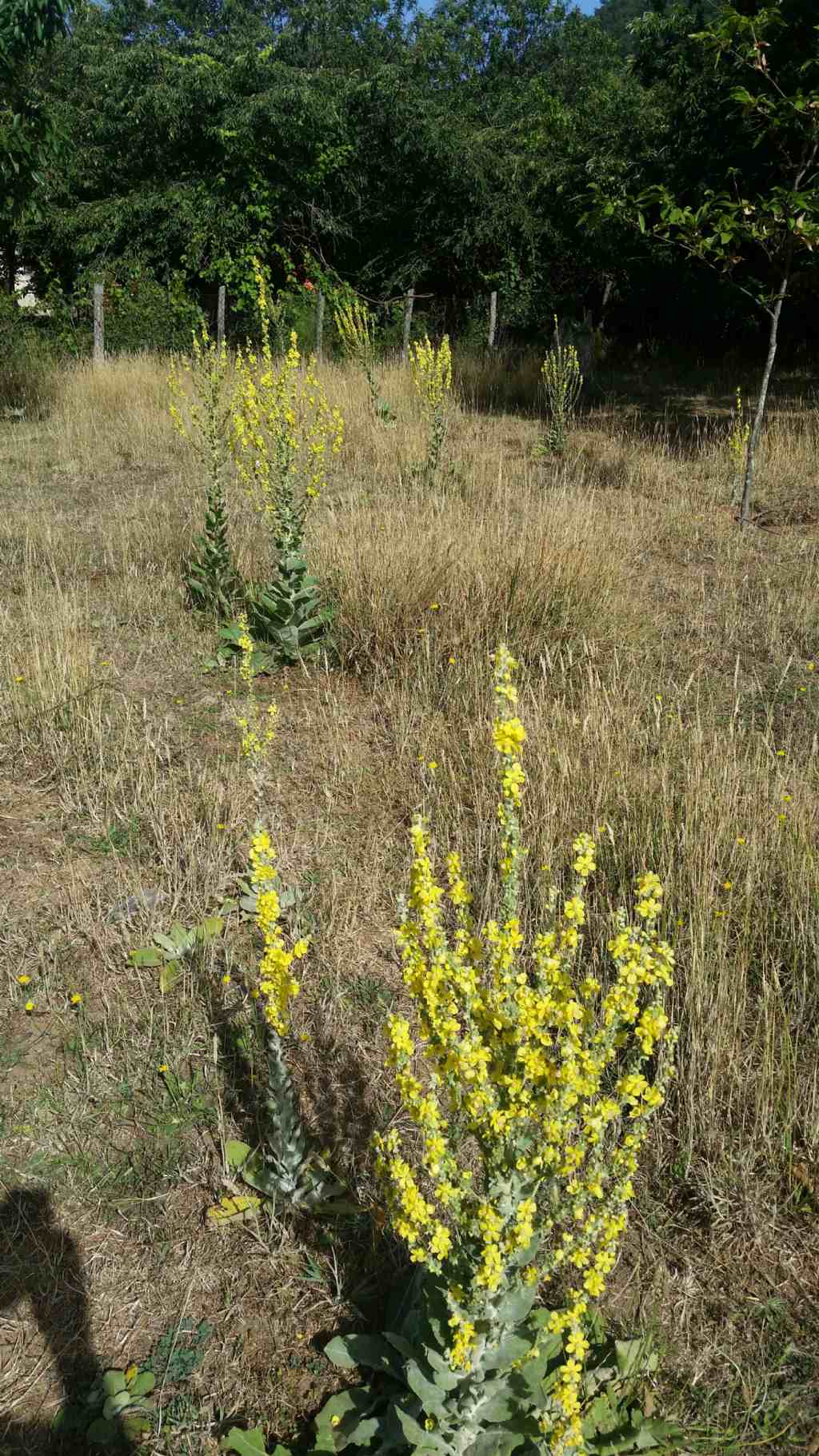 Verbascum pulverulentum (Lamiales - Scrophulariaceae)